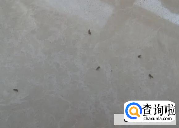 卫生间为什么会出现小飞虫