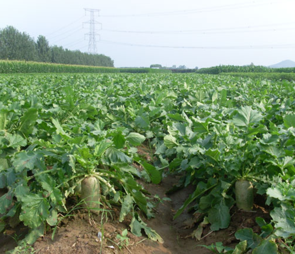 新鲜萝卜怎么保存不空心