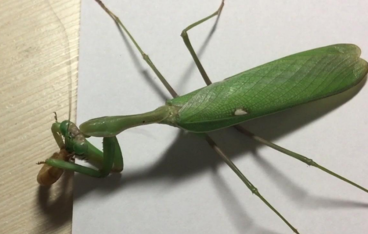 世界上最大最凶的螳螂