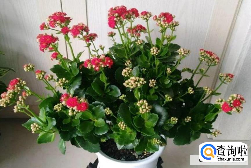 常寿花夏天怎样养护较好