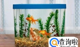家里养鱼有什么技巧？