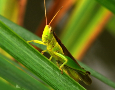蝗灾后蝗虫去哪里了