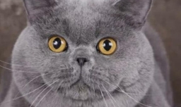 一个月的英短如何判断是否健康