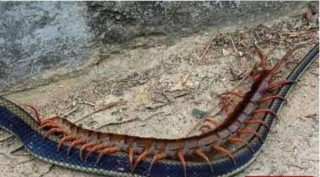 世界上最大的蜈蚣