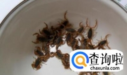 活蝎子怎么保存