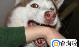 狗咬人如何应对？