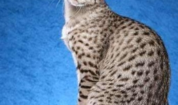 猫有哪些种类？猫的品种有哪些？