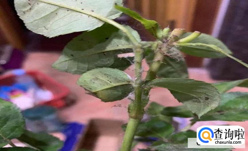 月季长红蜘蛛要怎么办呢