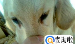 狗狗眼屎多是怎么回事，该如何处理？