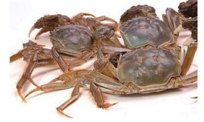 死螃蟹能吃吗
