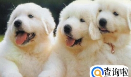 怎么让自己家的狗不咬人