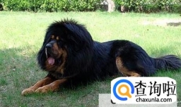 藏獒为啥不能养