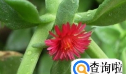 牡丹吊兰的养殖方法和注意事项