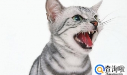 猫咪一直叫个不停是怎么回事？该怎么办？