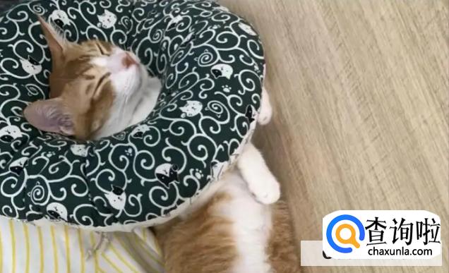 猫咪抑郁症治愈方法