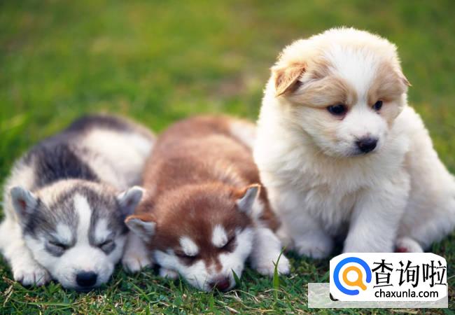 狗狗训练最佳的时期是什么时候？