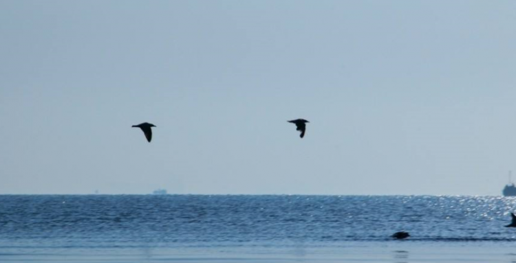 沧海一粟什么意思