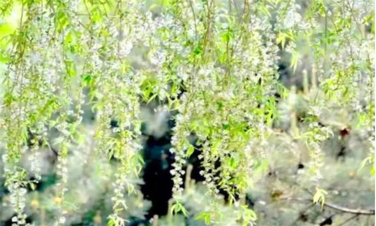 家里到处都是柳絮怎么办