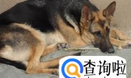 狗狗长癣怎么办土方子，狗身上长癣有什么偏方