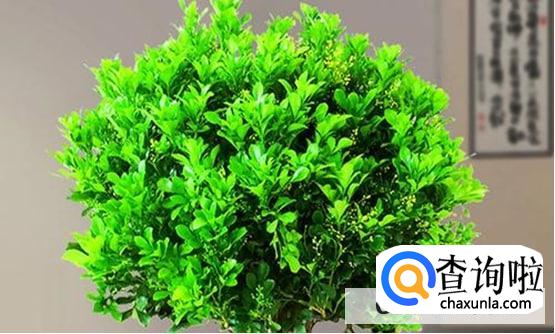 怎么养米兰花才长得好