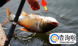 30年钓鱼老者总结钓鲢鱼用什么饵料最好