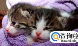 怎样给猫注射疫苗