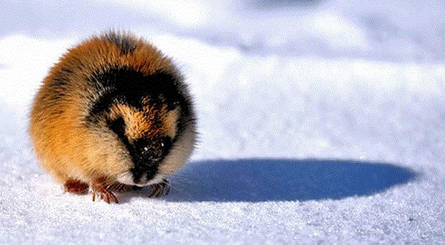 为什么旅鼠要投海赴死