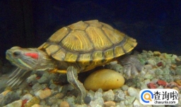 治疗乌龟眼病要注意什么,怎么预防乌龟眼睛肿胀