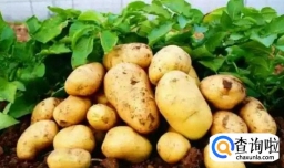 经常吃土豆有什么好处