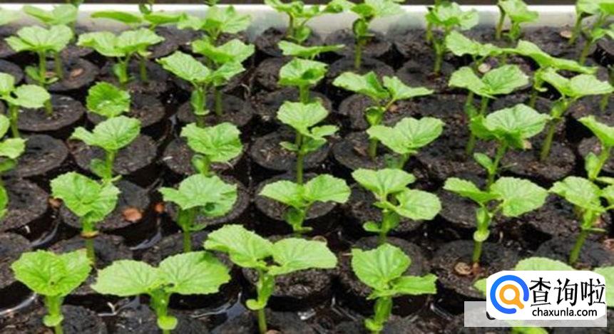 苦瓜怎么育苗发芽率比较高