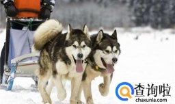 阿拉斯加犬性格