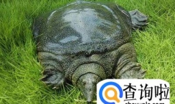 甲鱼怎么养才能养好