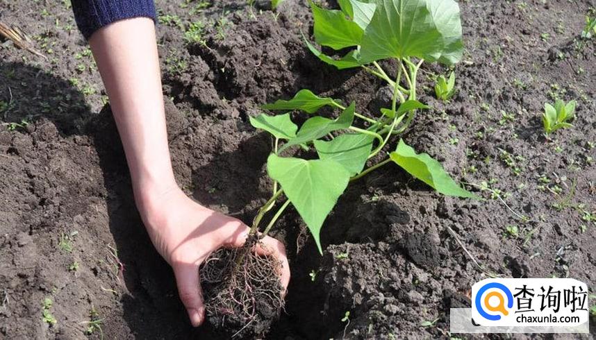 栽地瓜苗要怎么栽合适