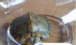 乌龟不吃龟粮也不吃肉怎么办？