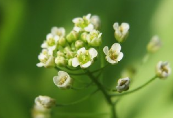 形容春天的古诗？