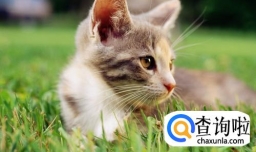 上班族养什么宠物好呢