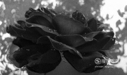 黑玫瑰花语是什么