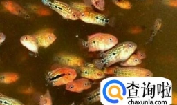 如何让罗汉鱼苗长的快