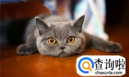 怎么养好一只猫