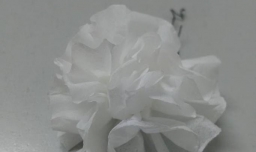 褶皱纸制作花的教程