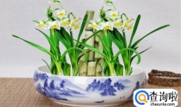 误食水仙怎么办