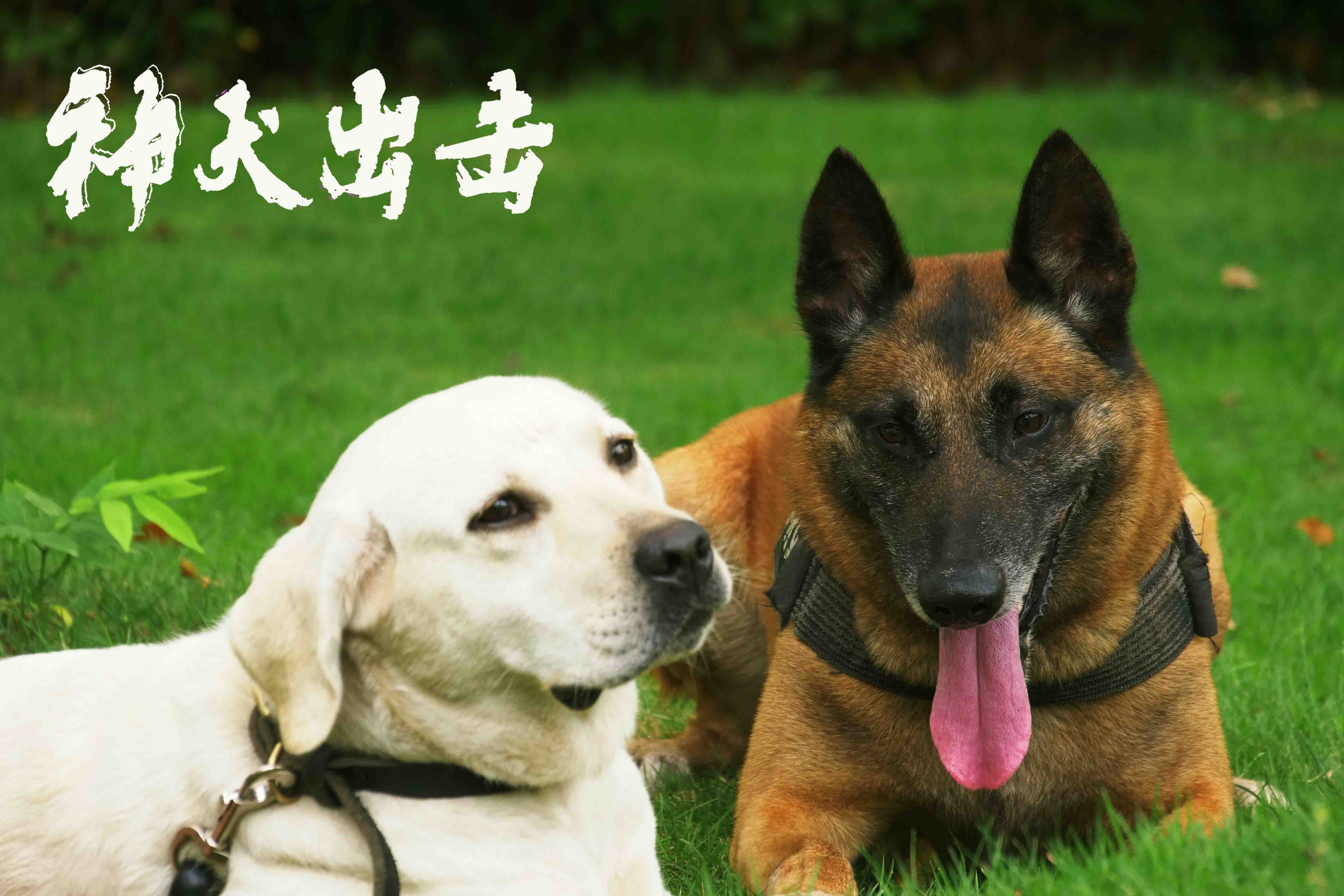 十大微电影排行榜