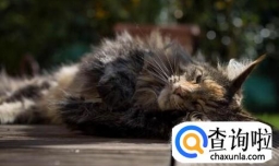 为什么说缅因猫是你买的起而养不起猫