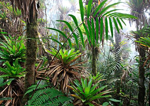 热带雨林气候特点