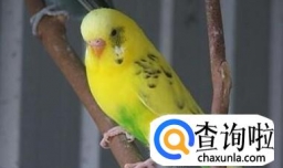 如何用眼睛虹膜区分虎皮鹦鹉年龄大小