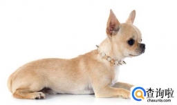 狗狗多大能做绝育手术