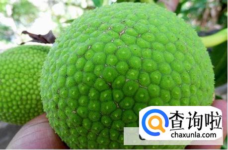 面包果怎么吃好吃