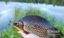 土鲫鱼怎么区别