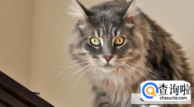 猫为什么会怕黄瓜 知道原因后真的让人心疼