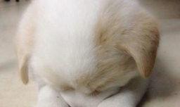 狗狗做完绝育手术要怎样护理